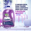 Desinfetante Candura Lavanda 5L