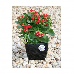 Vaso Quadrado Cachepô n°16 Okla Oxford - Preto