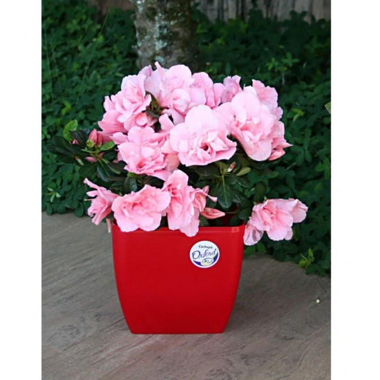 Vaso Quadrado Cachepô n°12 Okla Oxford - Vermelho Vaso Quadrado Cachepô n°12 Okla Oxford - Vermelho