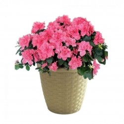 Vaso Cachepô n°16 FG Rattan - Cinza Vaso Cachepô n°16 FG Rattan - Cinza