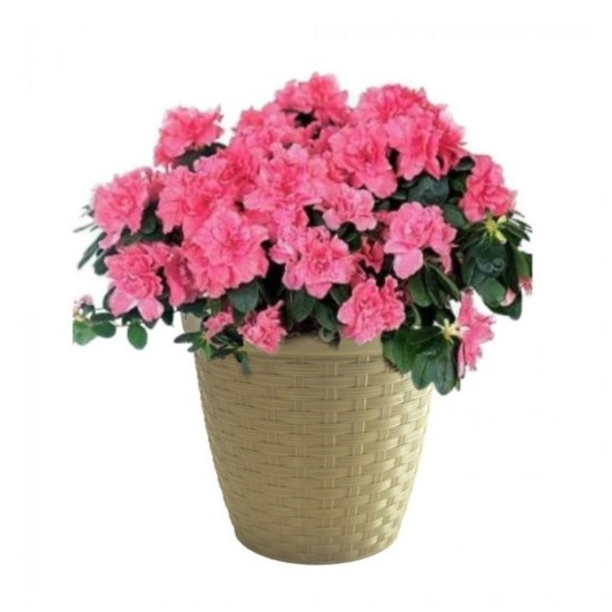 Vaso Cachepô n°16 FG Rattan - Cinza Vaso Cachepô n°16 FG Rattan - Cinza
