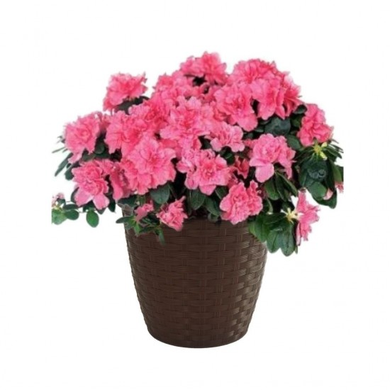 Vaso Cachepô n°16 FG Rattan - Marrom Vaso Cachepô n°16 FG Rattan - Marrom